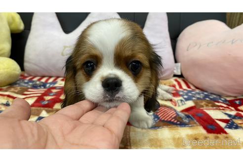 成約済の兵庫県のミックス犬-228347の8枚目